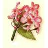 Pick Hortensia