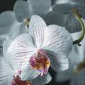 Servilletas 33x33 cm. Beautiful Orchid