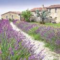 Servilletas 33x33 cm - Lavender Farm