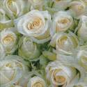 Servilleta Decoupage 33x33 Rosas blancas